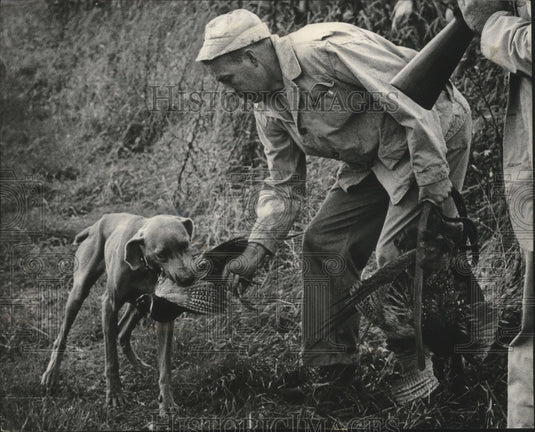 1968 Press Photo The retriever is vital to the pheasant hunter as seen here.-Historic Images