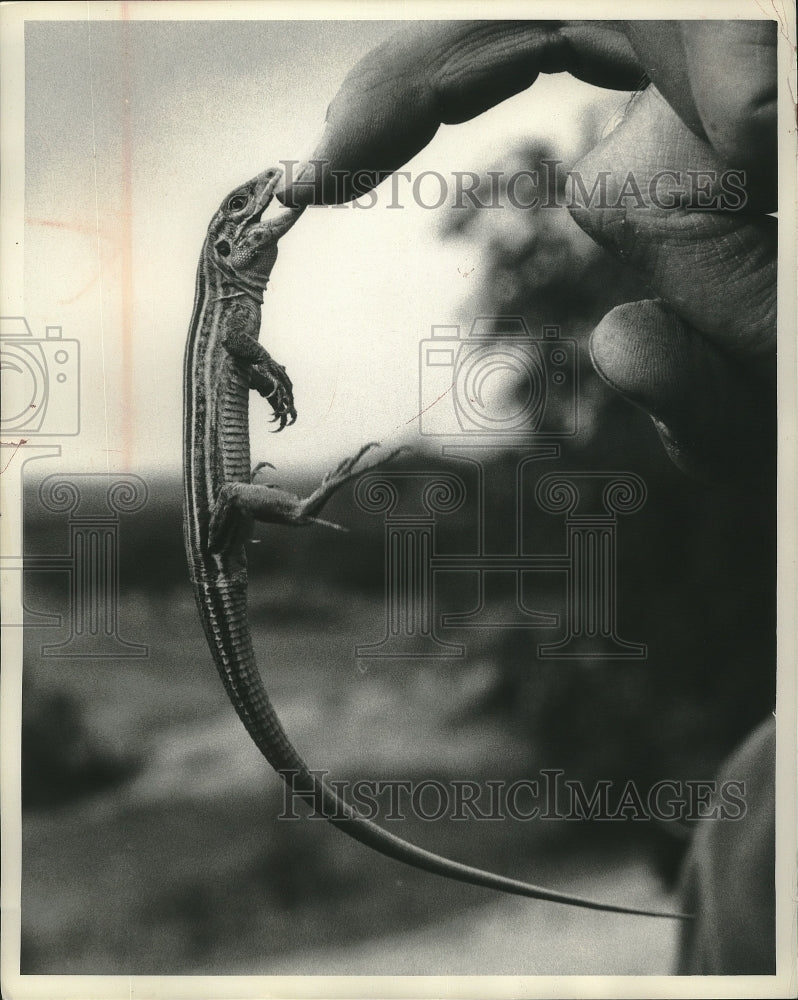 1963 Press Photo Race Runner lizard latched on to a finger - mjx53788 - Historic Images