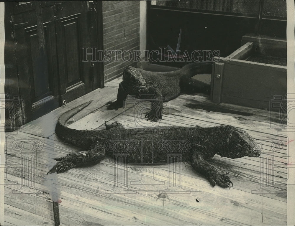 1934 Press Photo Dragon lizards shivered from chill at Bronx Zoo in New York.- Historic Images