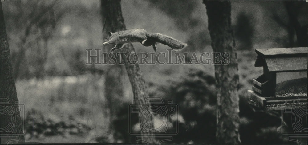 1985 Press Photo New Berlin, Wisconsin A flying squirrel leaps onto a tree- Historic Images