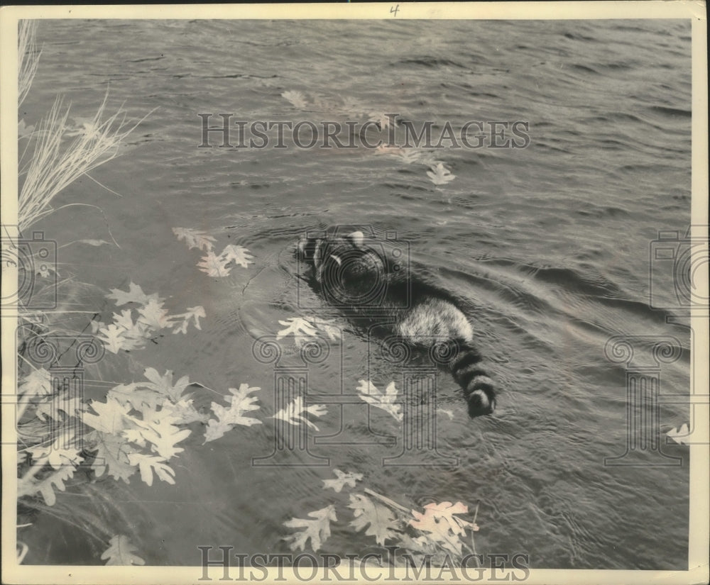 1958 Press Photo A lone raccoon out for a swim - mjx54772-Historic Images