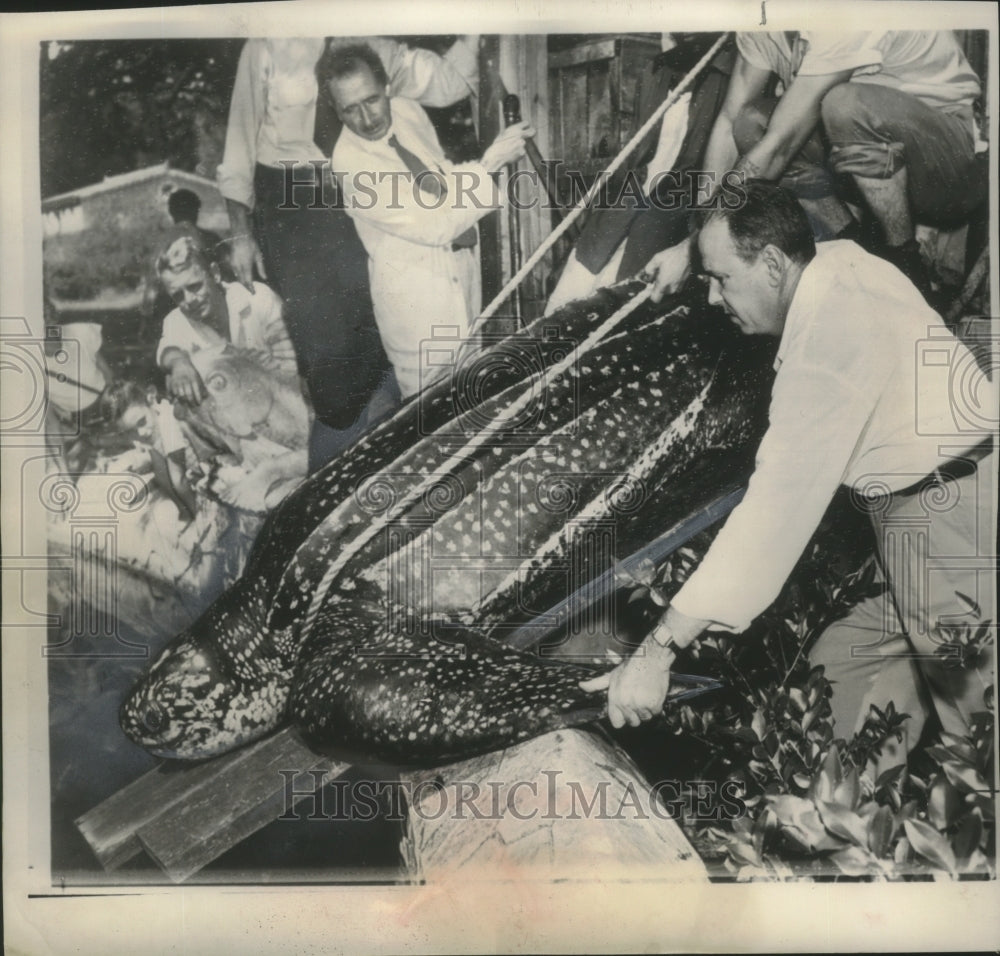 1951 Press Photo Giant turtle lowered into pond at Audubea park zoo, New Orleans- Historic Images