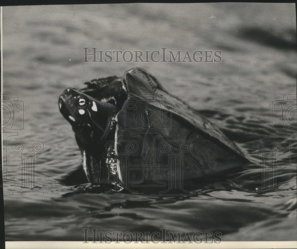 1963 Slider turtle swims in to Wisconsin river.-Historic Images
