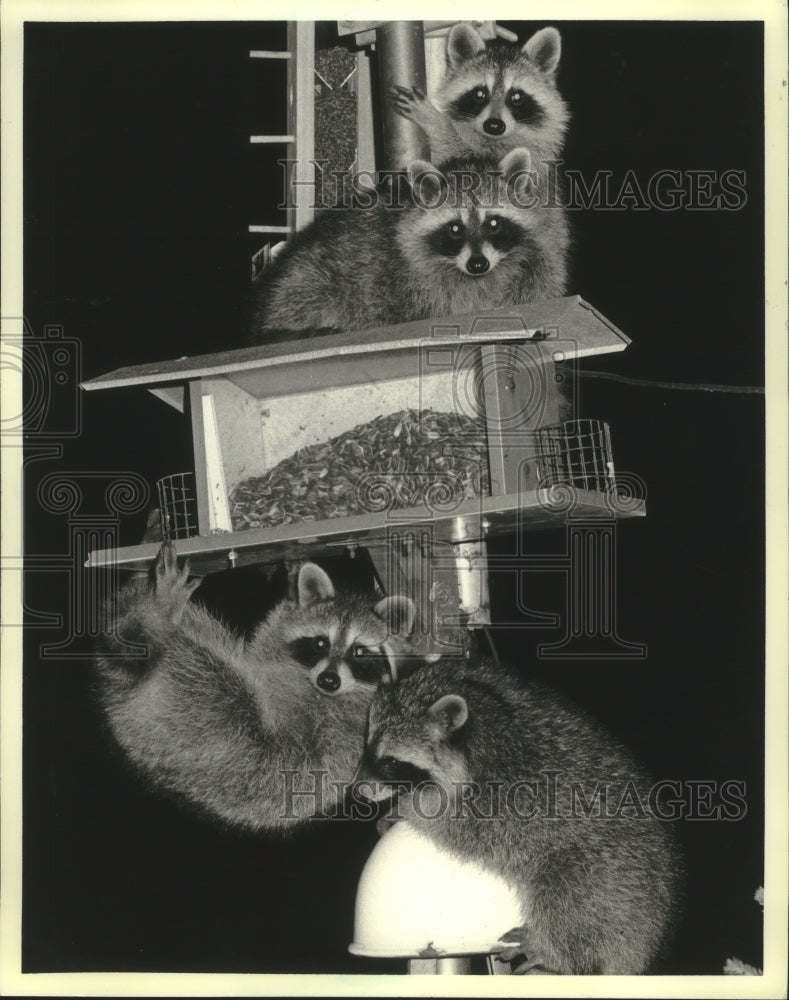 Allentown Ritter Racoons 1987 Press Photo Four raccoons get into bird feeder in Kaukauna, Wisco ...