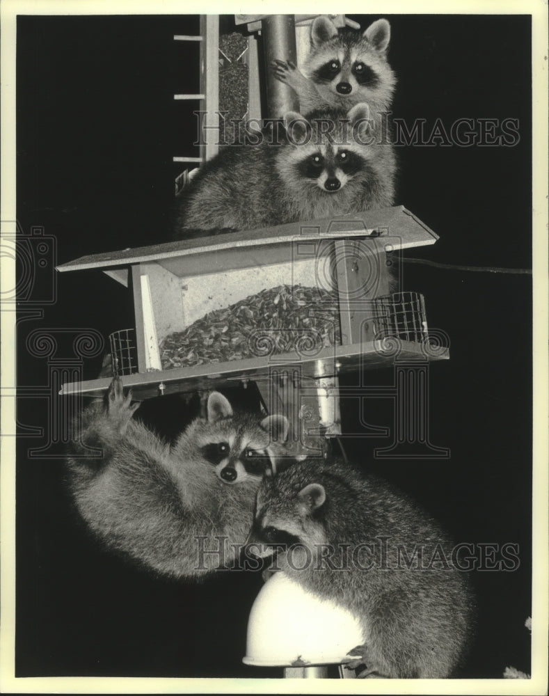1987 Press Photo Four raccoons get into bird feeder in Kaukauna, Wisconsin. - Historic Images
