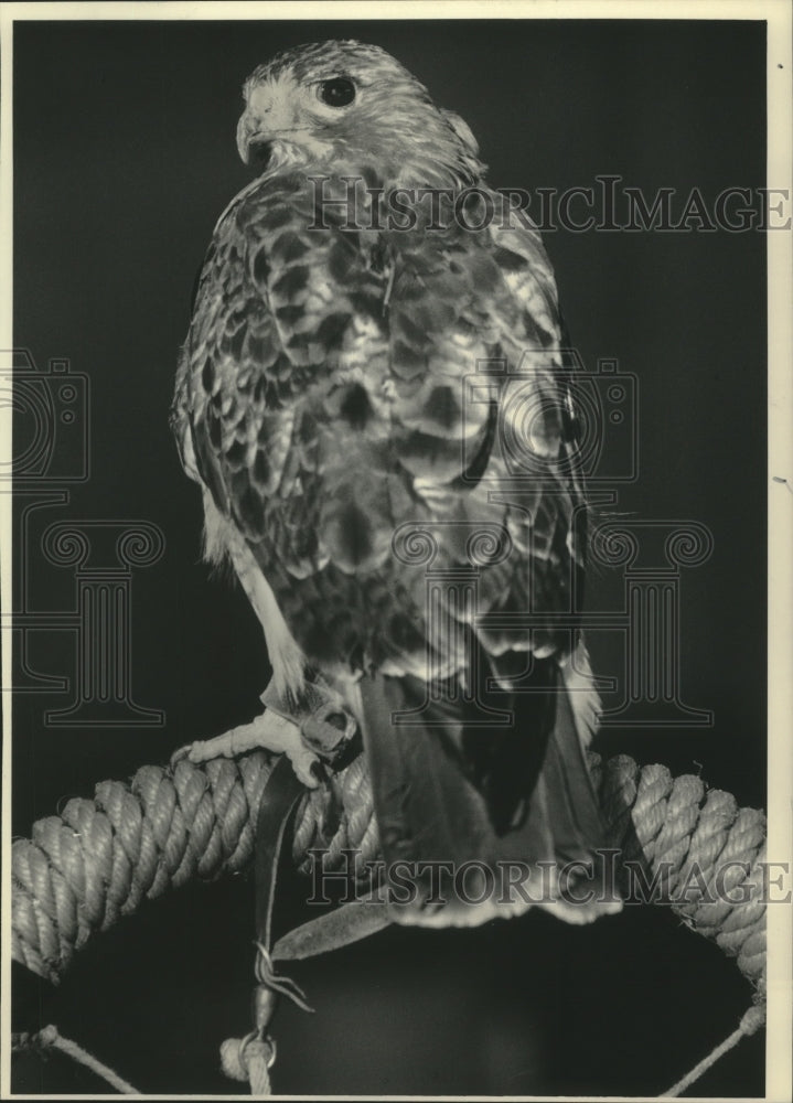 1985 Red-tailed hawk visits Saint James School in Menomonee Falls - Historic Images