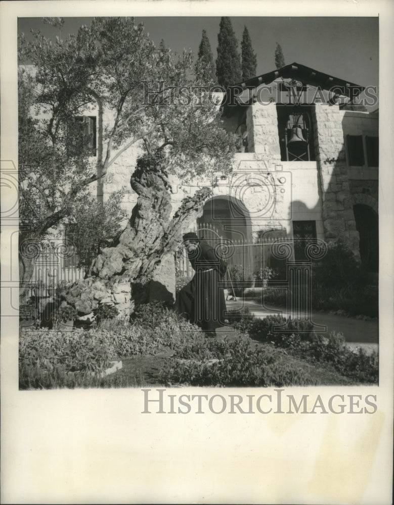 1956 Press Photo Franciscan monk in Garden of Gethsemane near Jerusalem - Historic Images