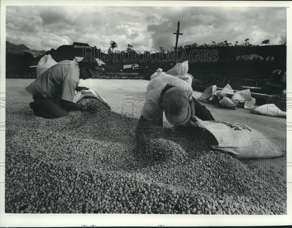 1977 Workers on &quot;La Trampa&quot;, bagged dried coffee beans. - Historic Images