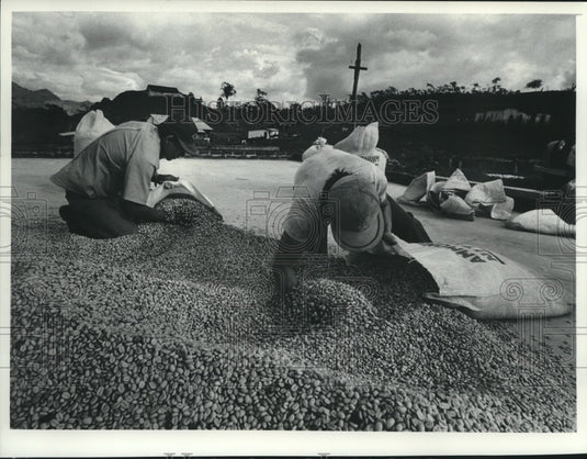 1977 Workers on "La Trampa", bagged dried coffee beans. - Historic Images
