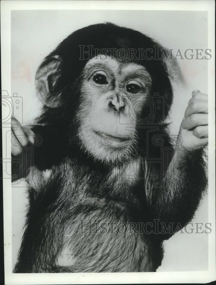 1968 Jama, the mongoloid chimpanzee - Historic Images