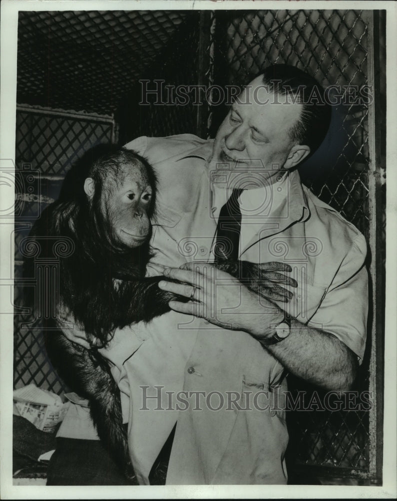 1968 Animal Dealer &amp; Author Henry Trefflich holds Baby Chimpanzee-Historic Images