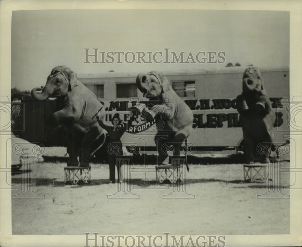 1955 Press Photo Circus elephants put on a show - mjx63280- Historic Images