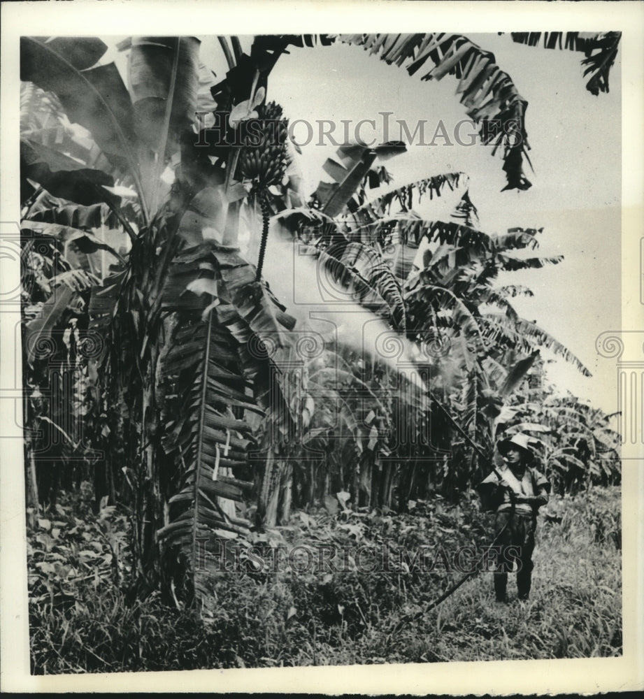 1942 Worker sprays banana trees with &quot;Bordeaux Solution,&quot; Guatemala - Historic Images