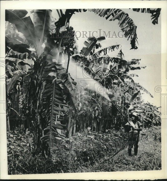 1942 Worker sprays banana trees with "Bordeaux Solution," Guatemala - Historic Images