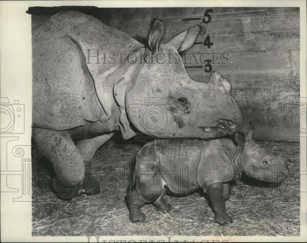 1960 Press Photo Whipsnade, England Indian Rhinoceroses, Mother Mohini and baby- Historic Images