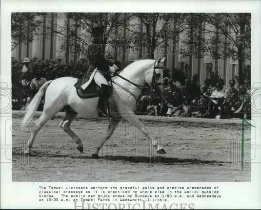 1985 The Temple Lipizzans Perform Graceful Gaits - Historic Images