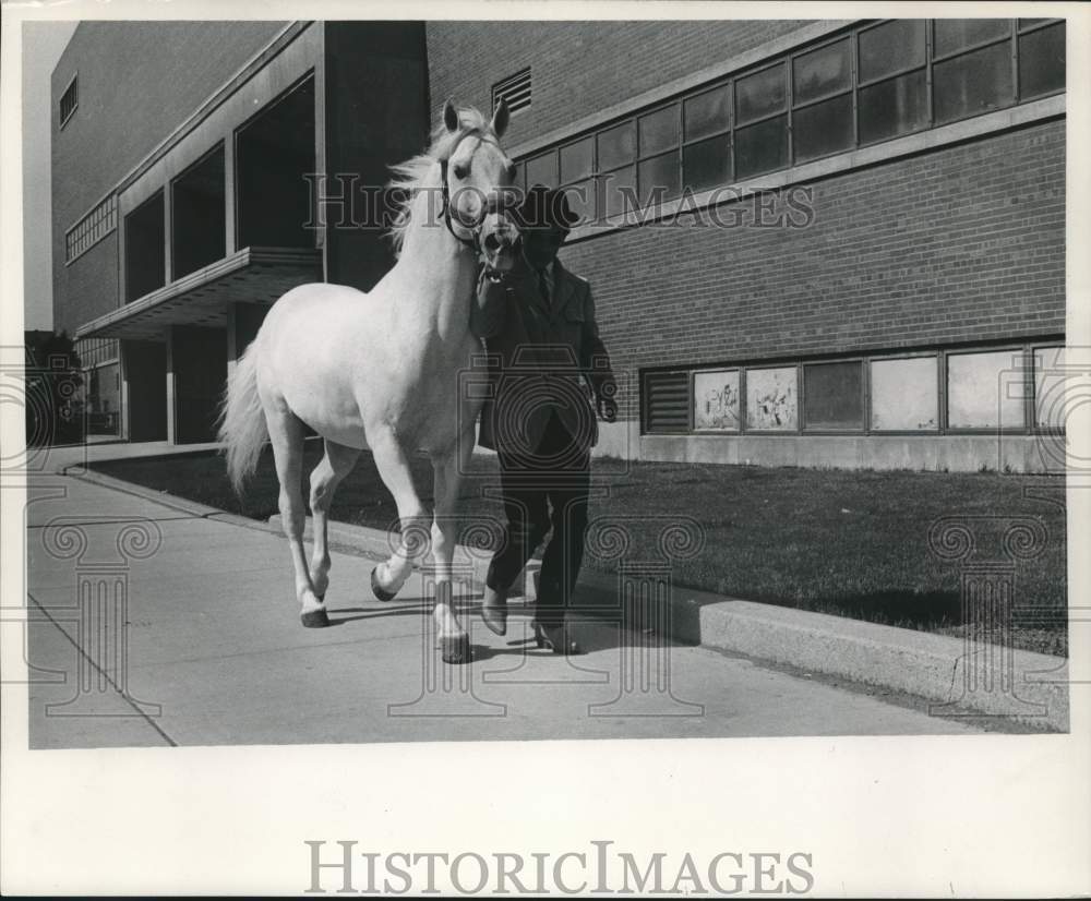 1970 Lipizzan Stallion - Historic Images
