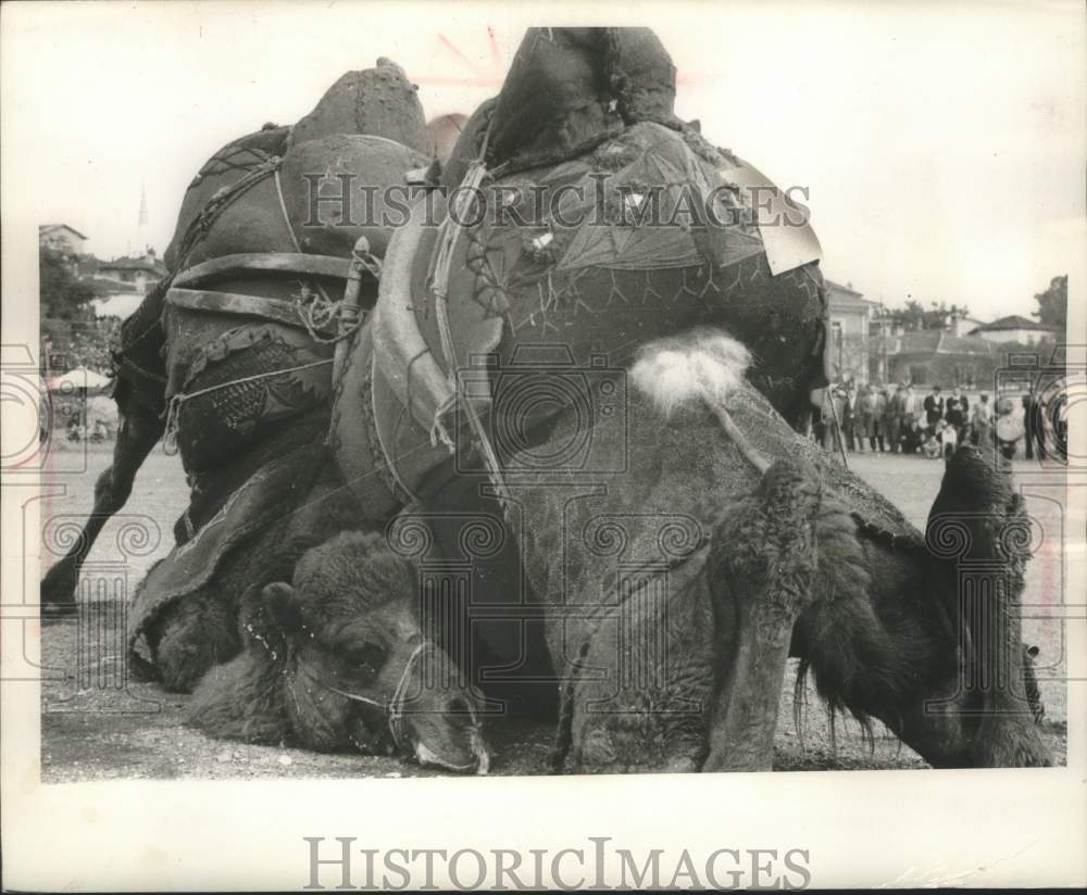 1963 Crowd gambles on two Camels fighting in Turkey - Historic Images