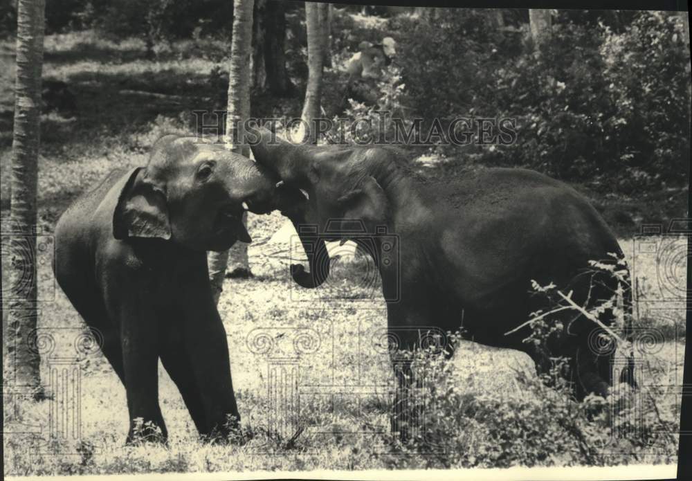 1986 Press Photo Elephants Playing on Coconut Plantation, Pinnawela, Sri Lanka - Historic Images