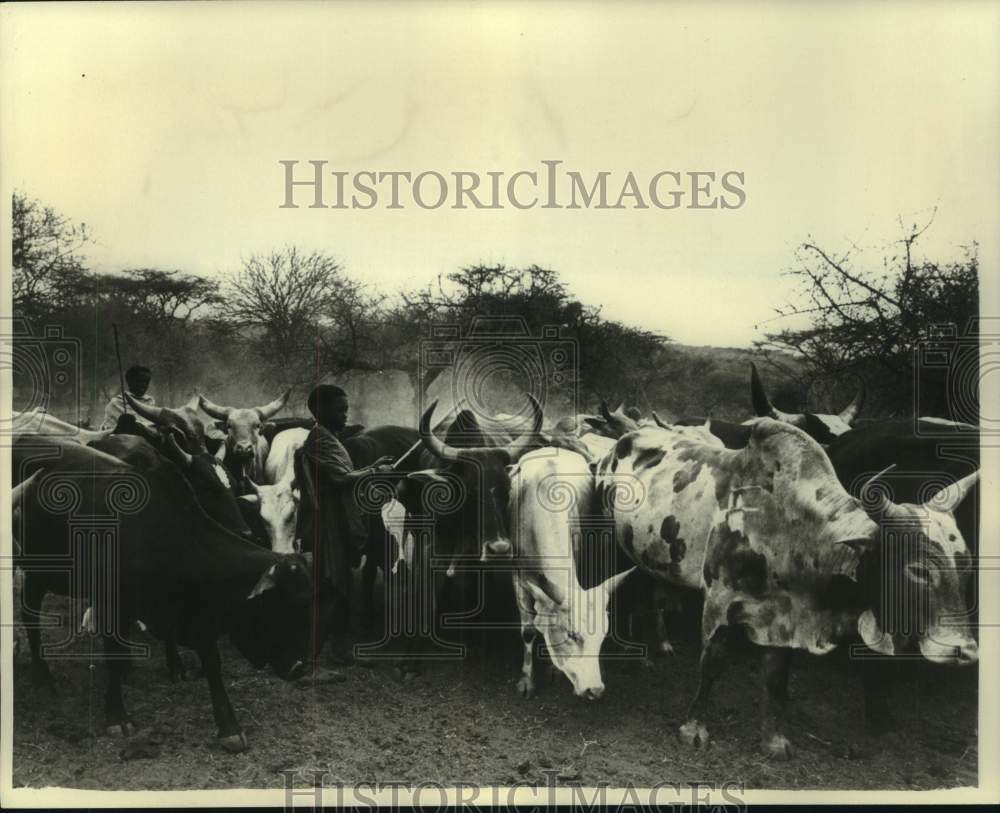 1977 Press Photo Masai tend herds of longhorns in Kenya - Historic Images