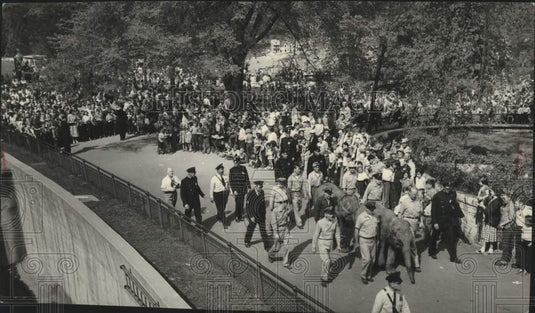 1954 Police and zookeepers walk two baby elephants at Milwaukee Zoo.-Historic Images