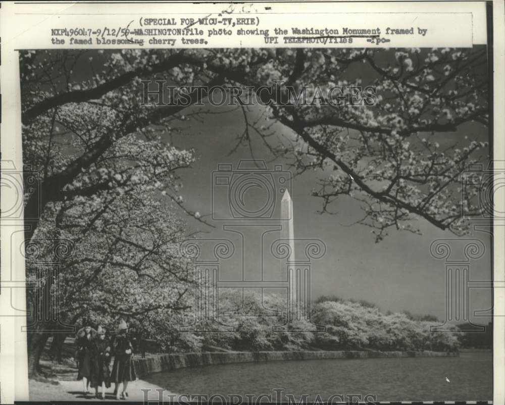 1959 Press Photo Cherry Trees at the Washington Monument in Washington, D.C. - Historic Images