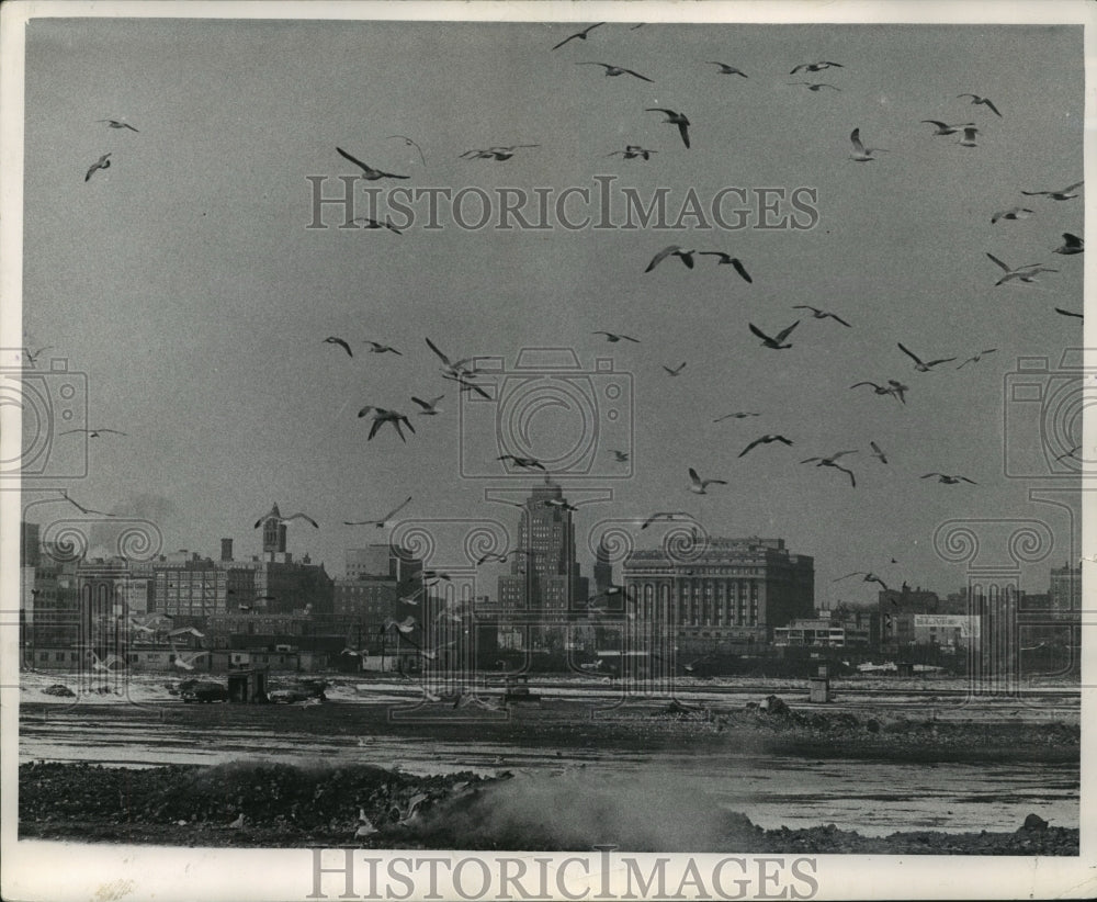 1968 Sea Gulls and a clear view of the Milwaukee Skyline-Historic Images