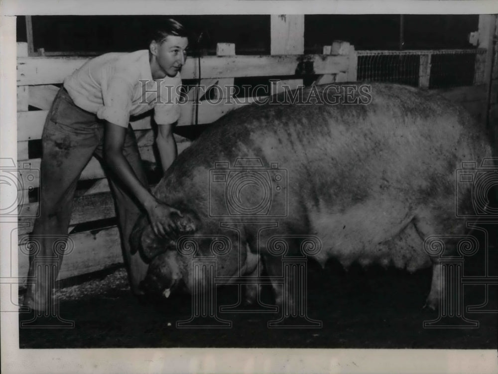 1938 Press Photo sow champ &#39;Pansy&#39; at American Royal Stock Show - nea16573 - Historic Images