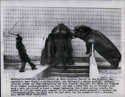 1955 Frankfurt Zoo hippos Toni and Kithany during a fight - Historic Images
