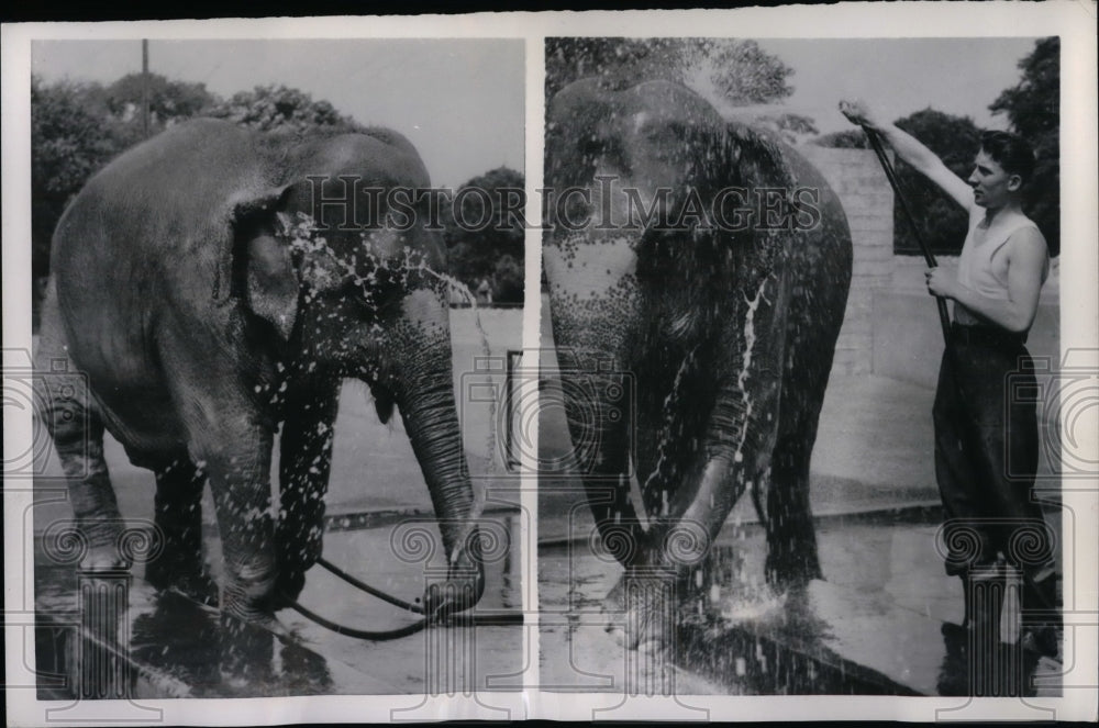 1953 Rusty the elephant at London zoo  - Historic Images