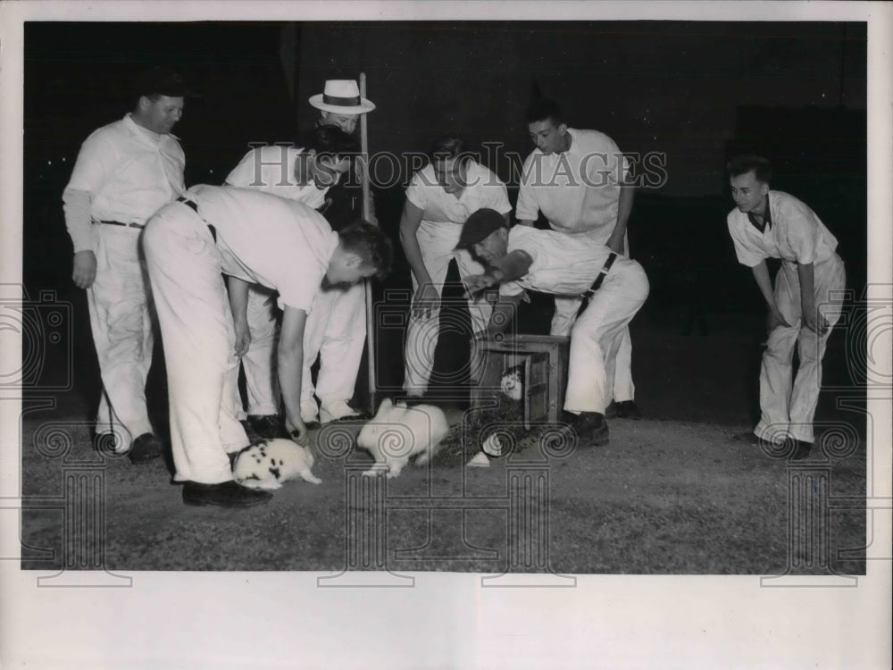 1951 Indians groundskeepers release &quot;lucky&quot; rabbits after game - Historic Images