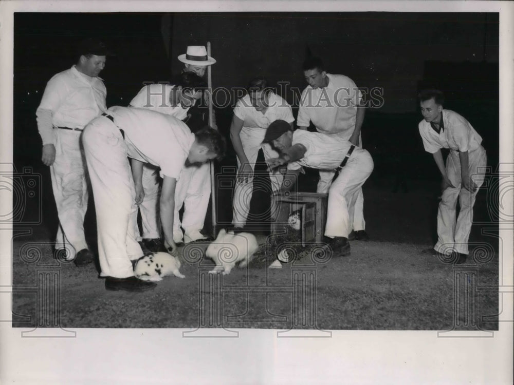 1951 Indians groundskeepers release "lucky" rabbits after game - Historic Images