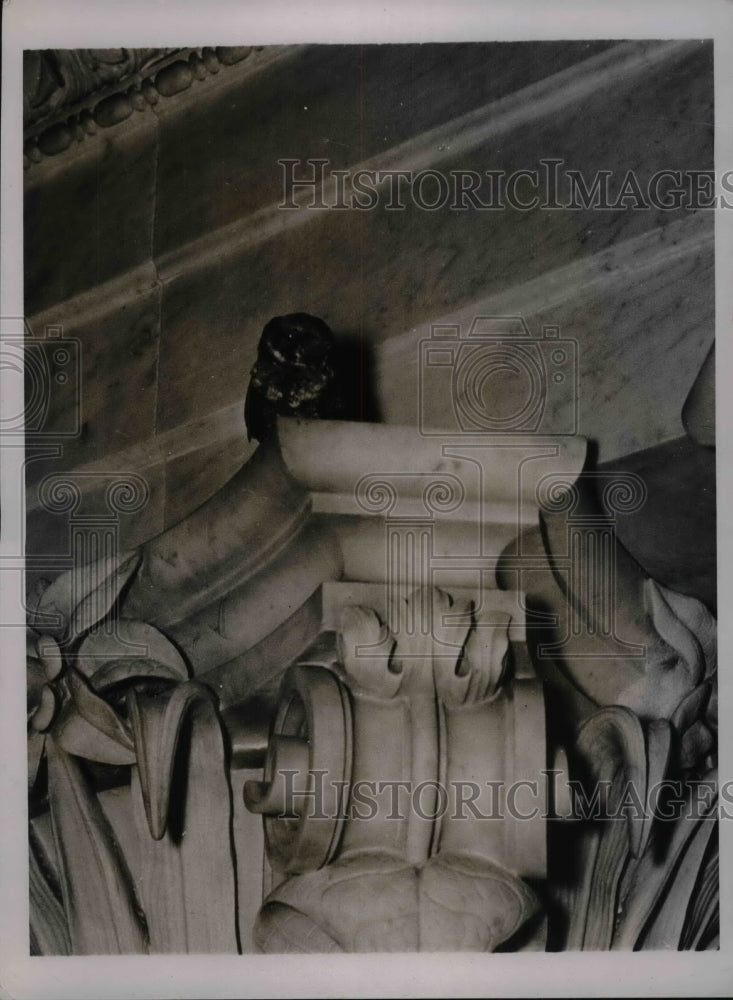 1937 Night Hawl owl perched on Senate bldg in D.C.  - Historic Images