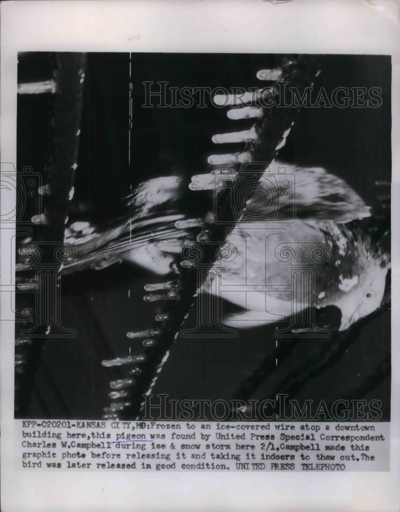 1955 Pigeon frozen ice covered wire atop downtown building Kansas - Historic Images