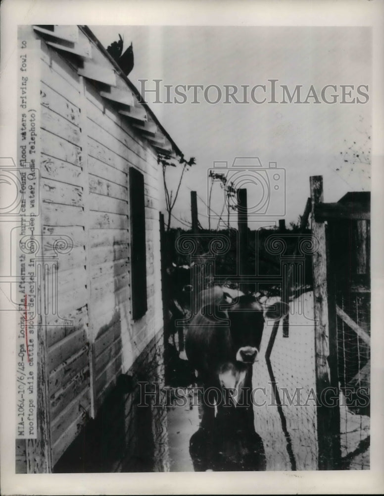 1948 Press Photo Cow Next to a Old House - Historic Images