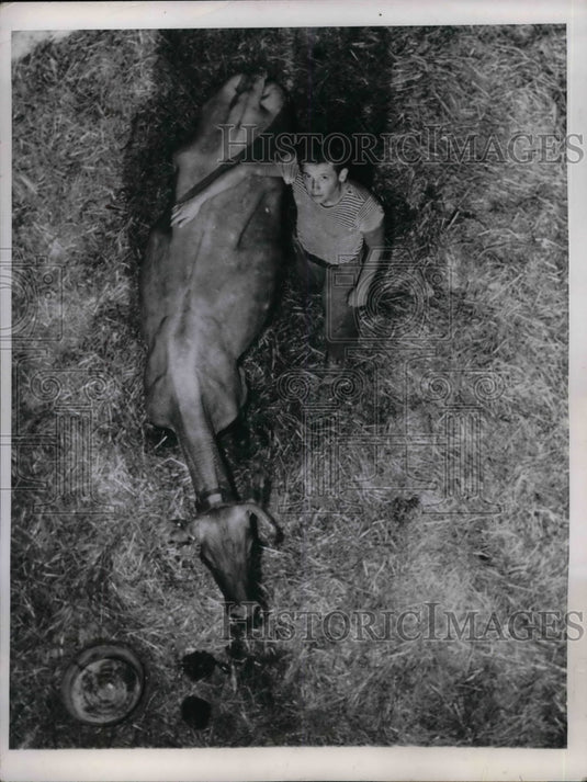 1947 Press Photo Richard Halstrom comforts cow "Lois" plunged into silo - Historic Images