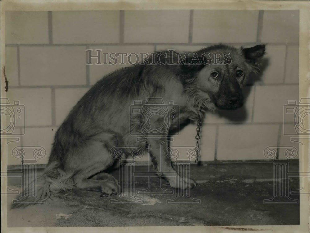 1940 Press Photo Unhappy Dog on a Chain - Historic Images