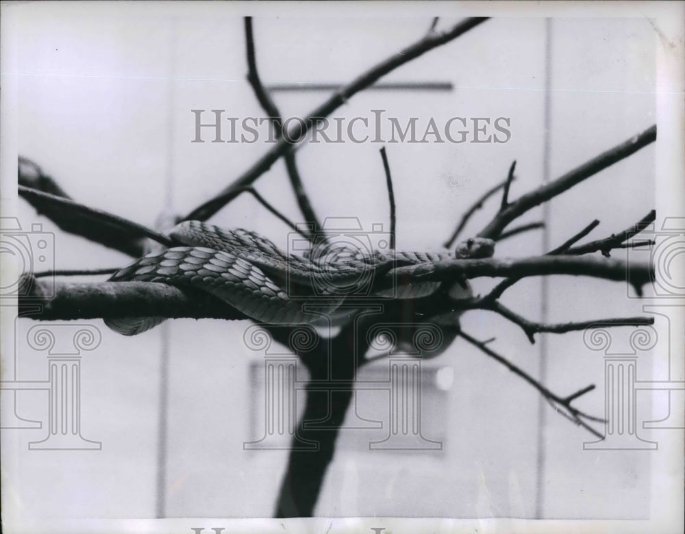 1955 Press Photo A tree cobra at Barrett Park Zoo in NY - nea20087 - Historic Images