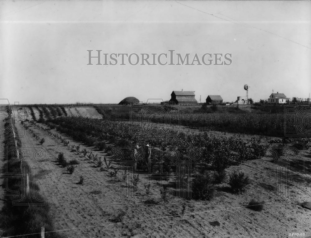 1937 Trees Planted by Walter Ed Herbst, Davison County, South Dakota - Historic Images
