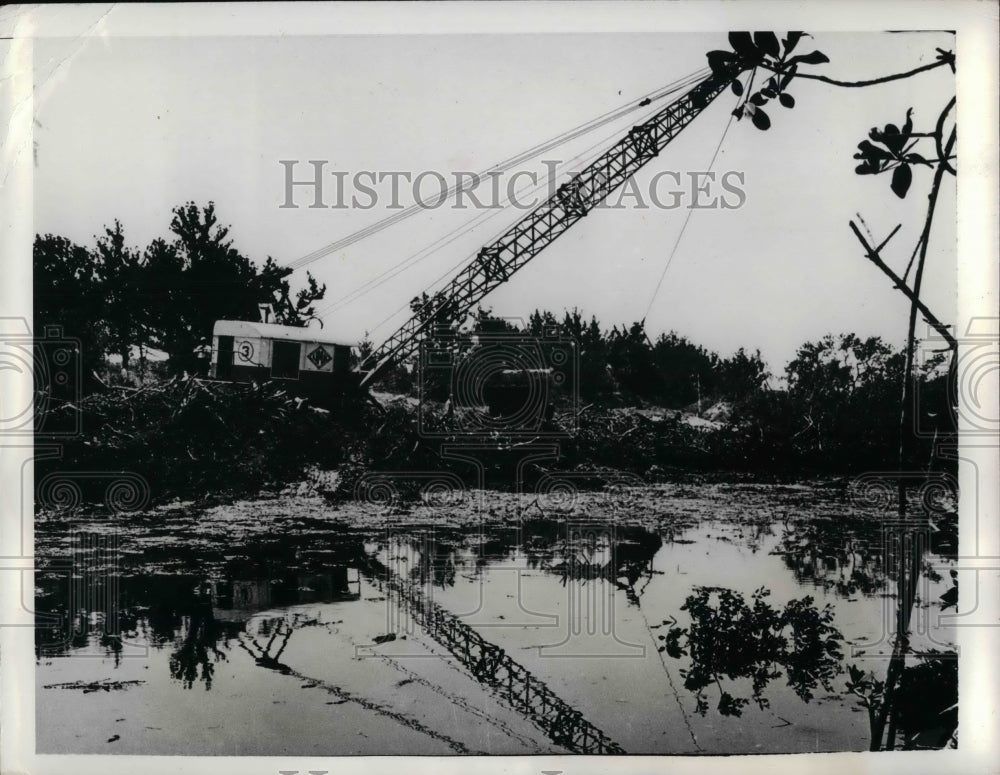 1941 Press Photo Long Bird Island Dragline Mangrove Swamp - Historic Images
