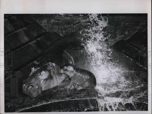 1960 Hippo & Baby Hippo  - Historic Images