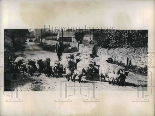 1945 Press Photo Ewes and Lambs being led through the West Country of England. - Historic Images