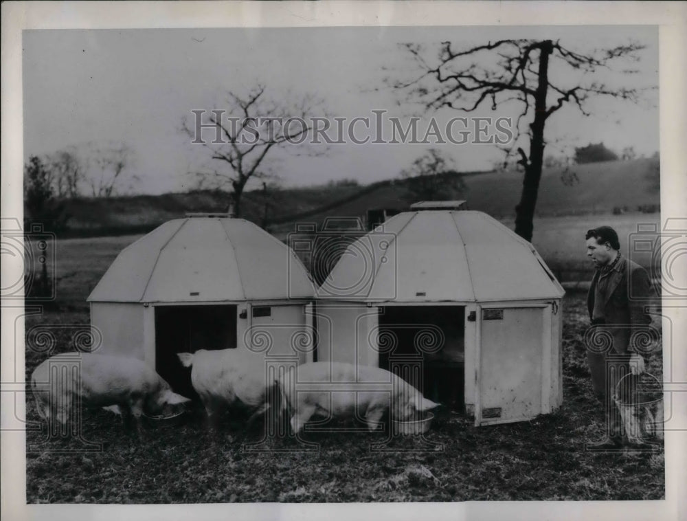 1950 Birmingham England Pig Farm  - Historic Images