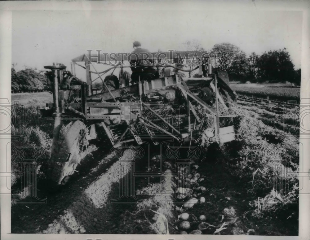 1948 Potato harvester being tested in Bedfordshire, England - Historic Images