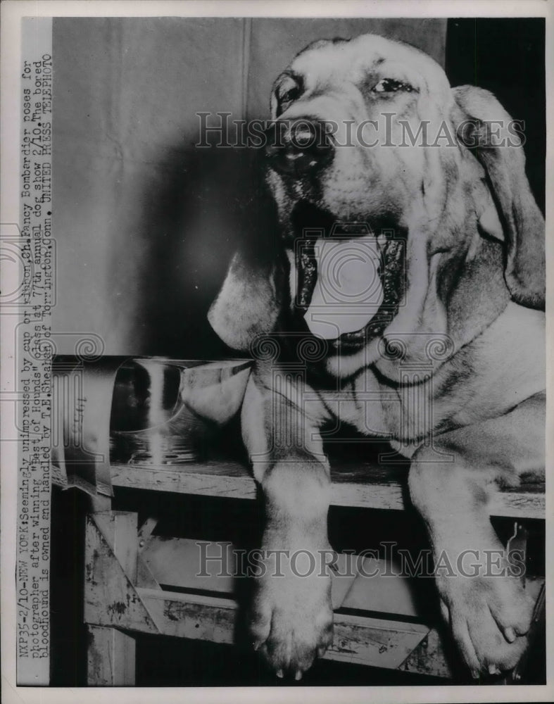 1953 Press Photo Fancy Bombardier poses after winning &quot;Best of Hounds&quot;-Historic Images