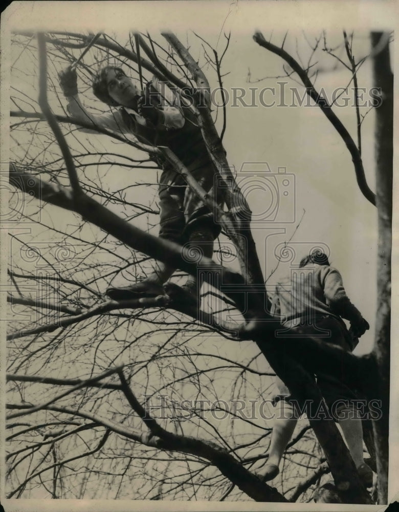 1927 Press Photo Frances Hawkins Prunes Apple Tree - nea26163-Historic Images