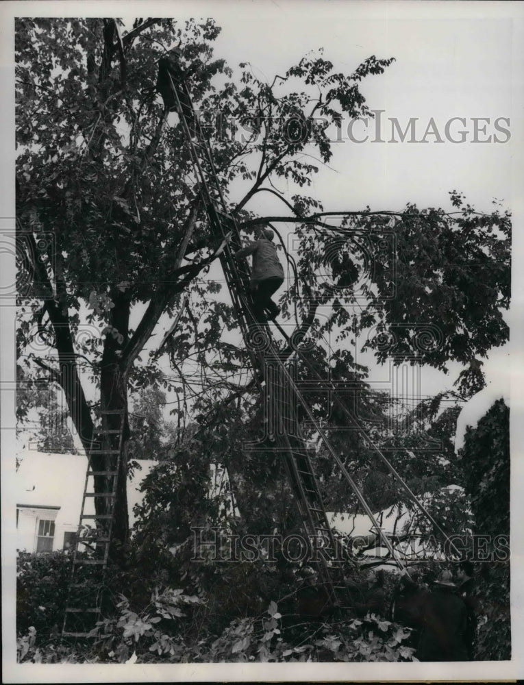 1959 Press Photo Firemen Rescue Leslie Wade Stuck In Tree - nea26164 - Historic Images