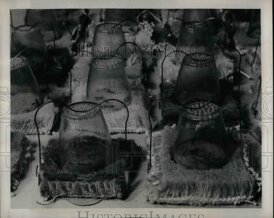 1948 Press Photo Carpet beetle larvae on rug treated with moth proofing compound - Historic Images