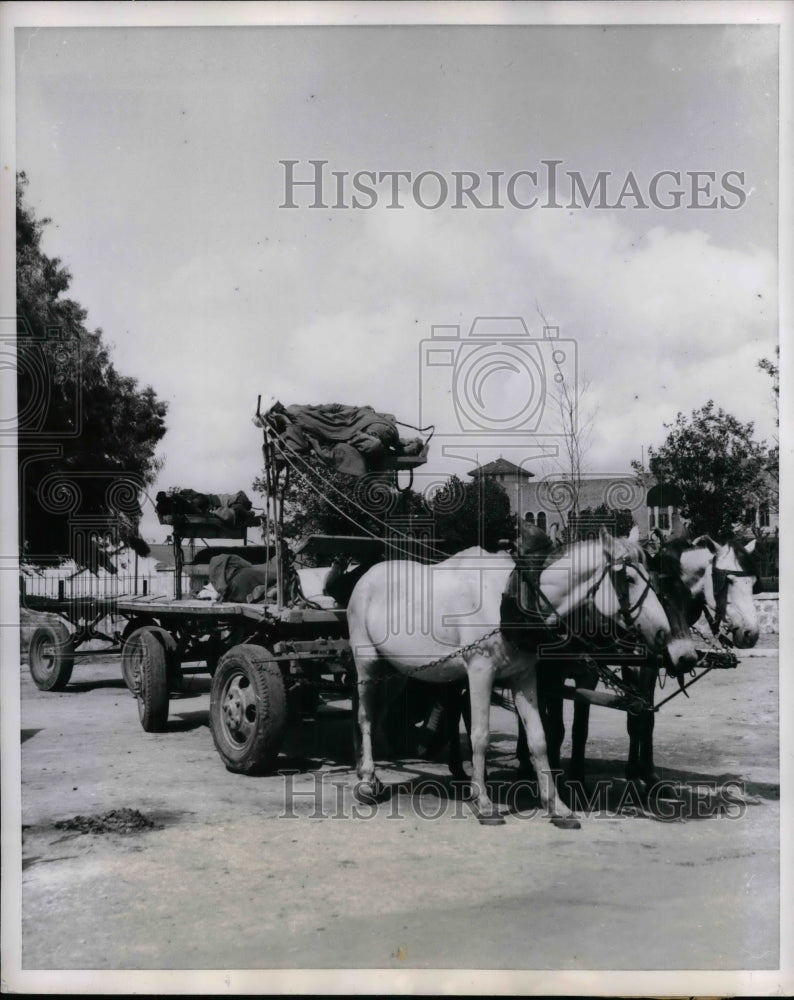 1952 Press Photo Two drivers &amp; rubber tired horse wagons - Historic Images