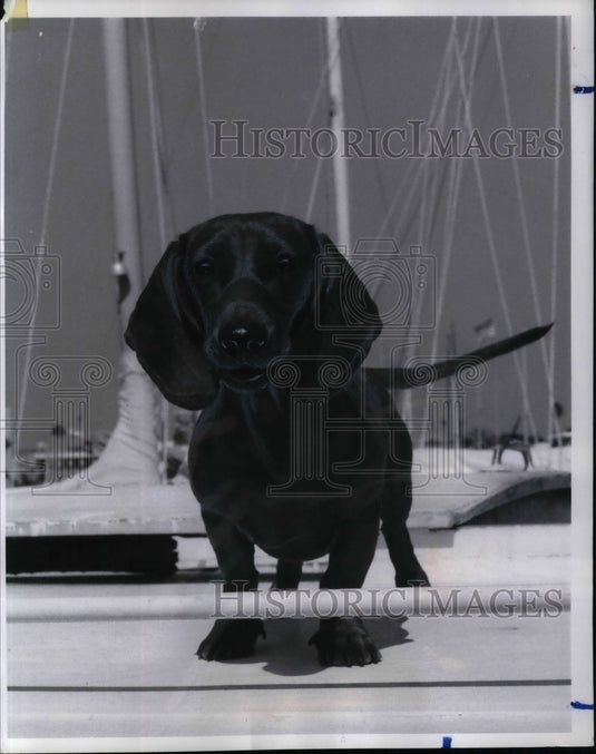 1970 Honey the dachhound at a Florida Marina  - Historic Images